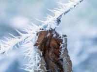 Eingerolltes, vertrocknetes Blatt umgeben von langen Raureifnadeln